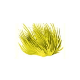 Yellow Maidens Hair